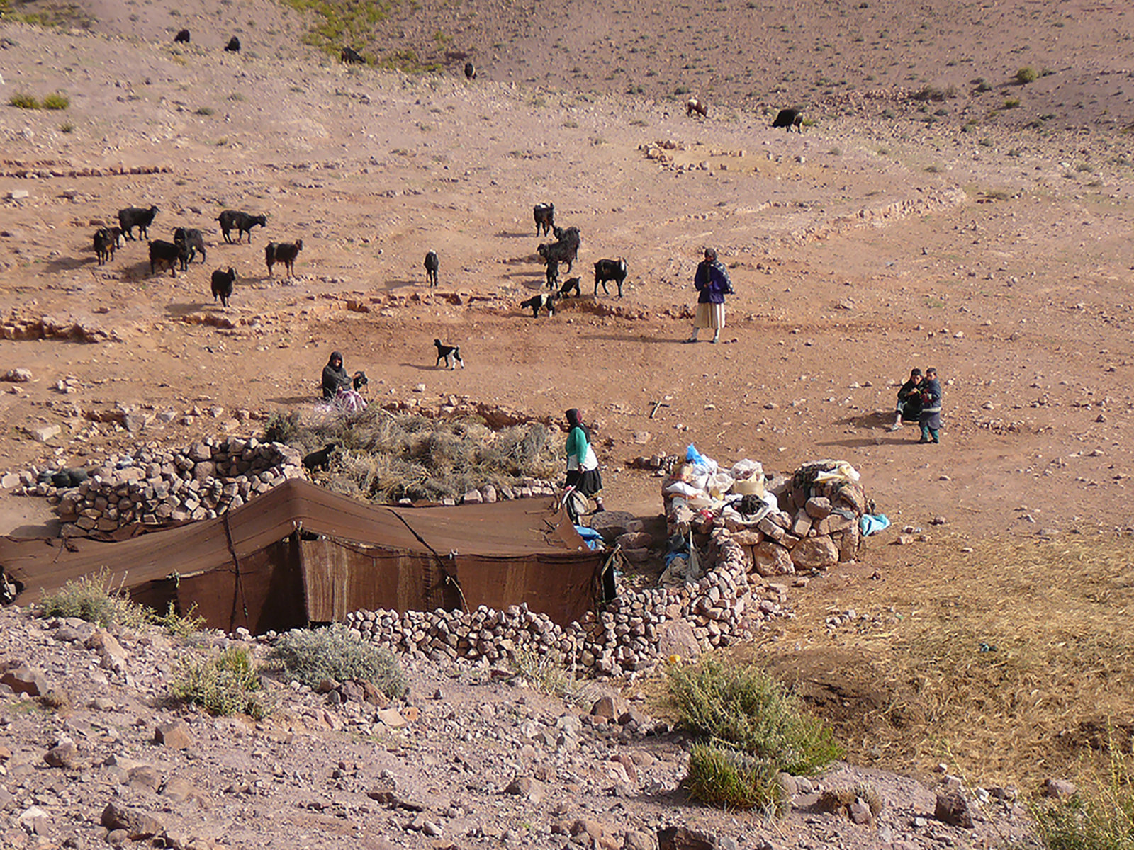 Explore Moroccan desert with nomads, camel trekking through Sahara dunes